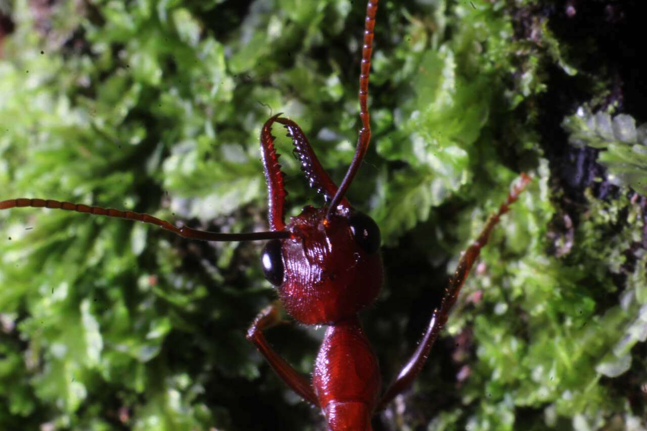 Image of Myrmecia regularis Crawley 1925