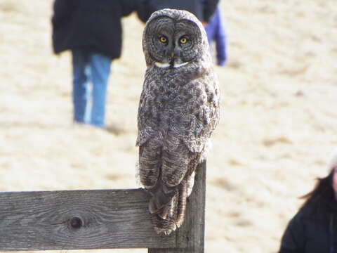 Image of Great Gray Owl