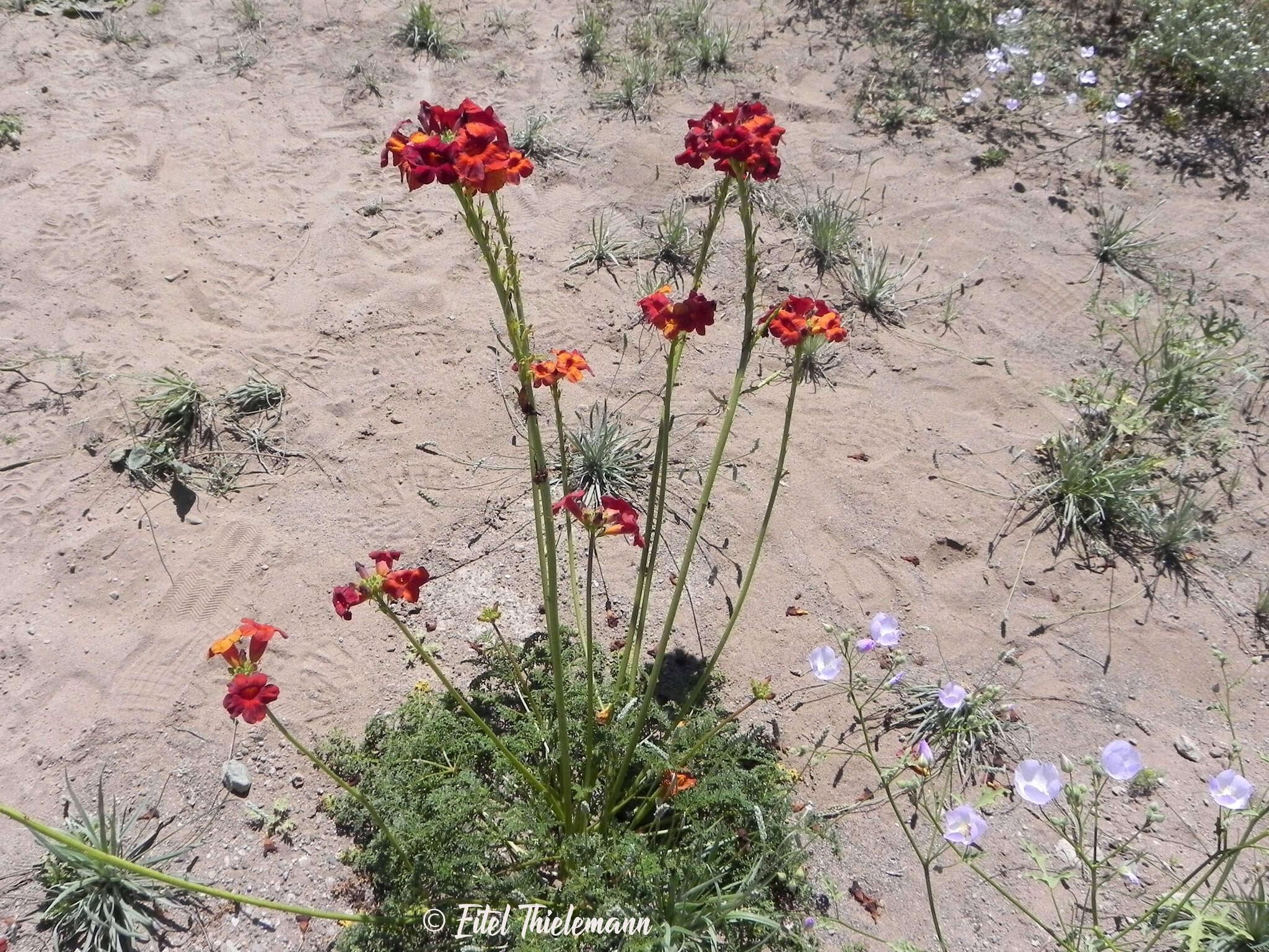 Слика од Argylia radiata (L.) D. Don