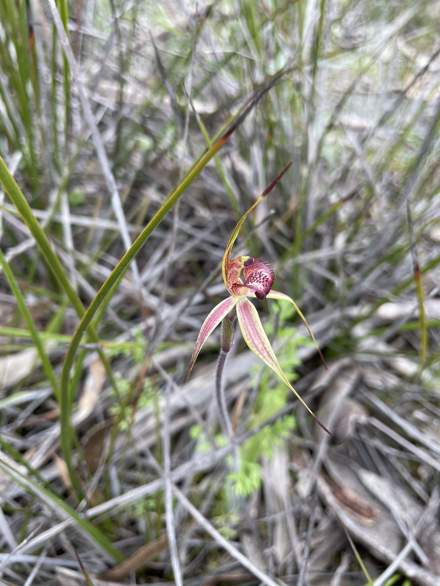 Image of Wimmera spider orchid