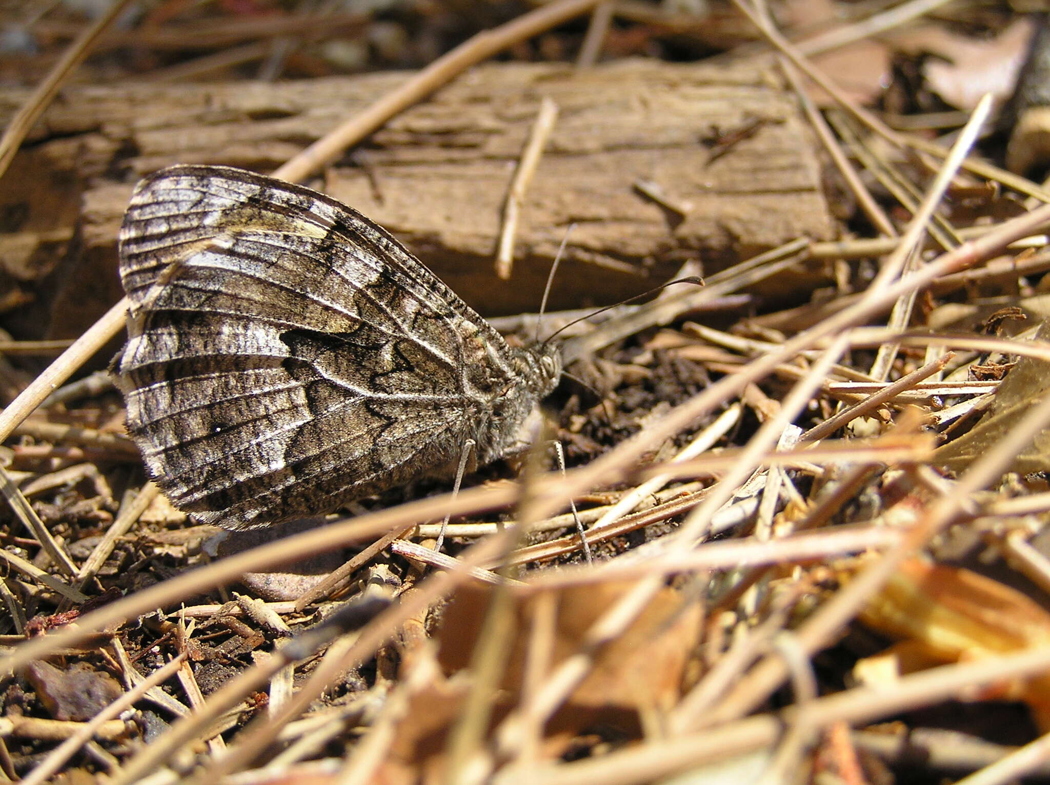 Image of Grayling