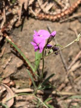 Image of <i>Glycine rubiginosa</i>