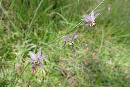 Image of Arthropodium milleflorum (Redouté) J. F. Macbr.