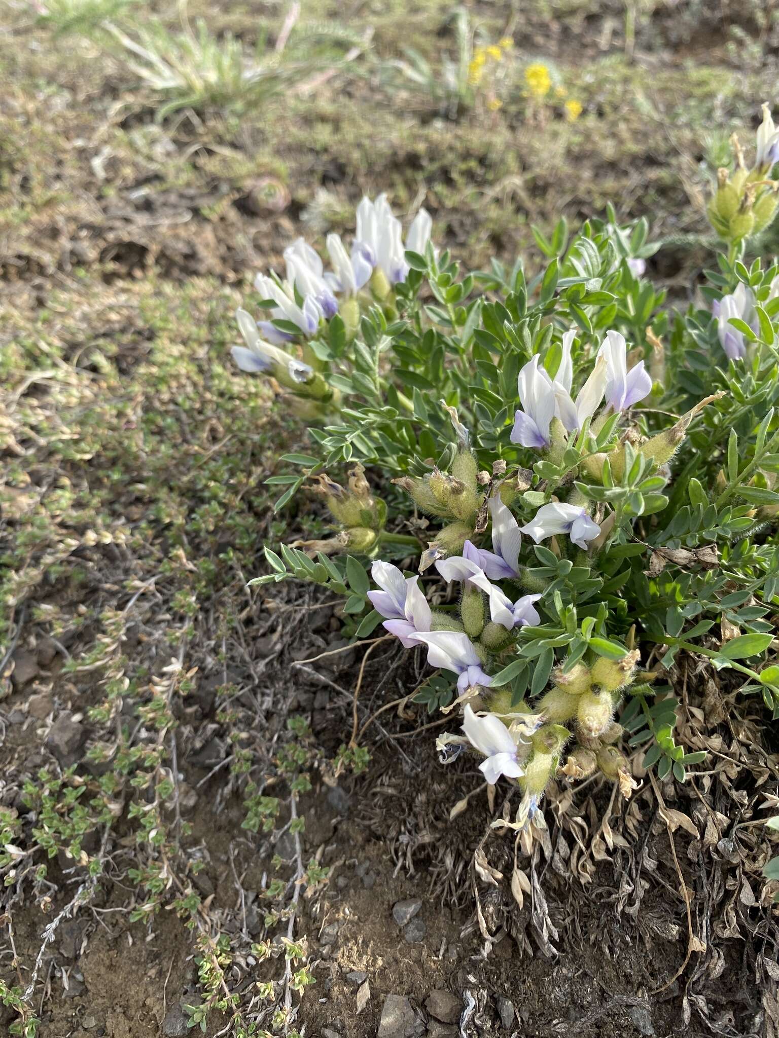 Image of Oxytropis caespitosa (Pall.) Pers.