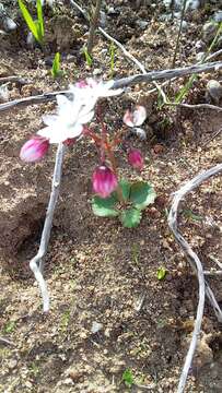 Image of Crassula capensis (L.) Baill.