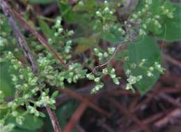 Image of Baldwin's nailwort