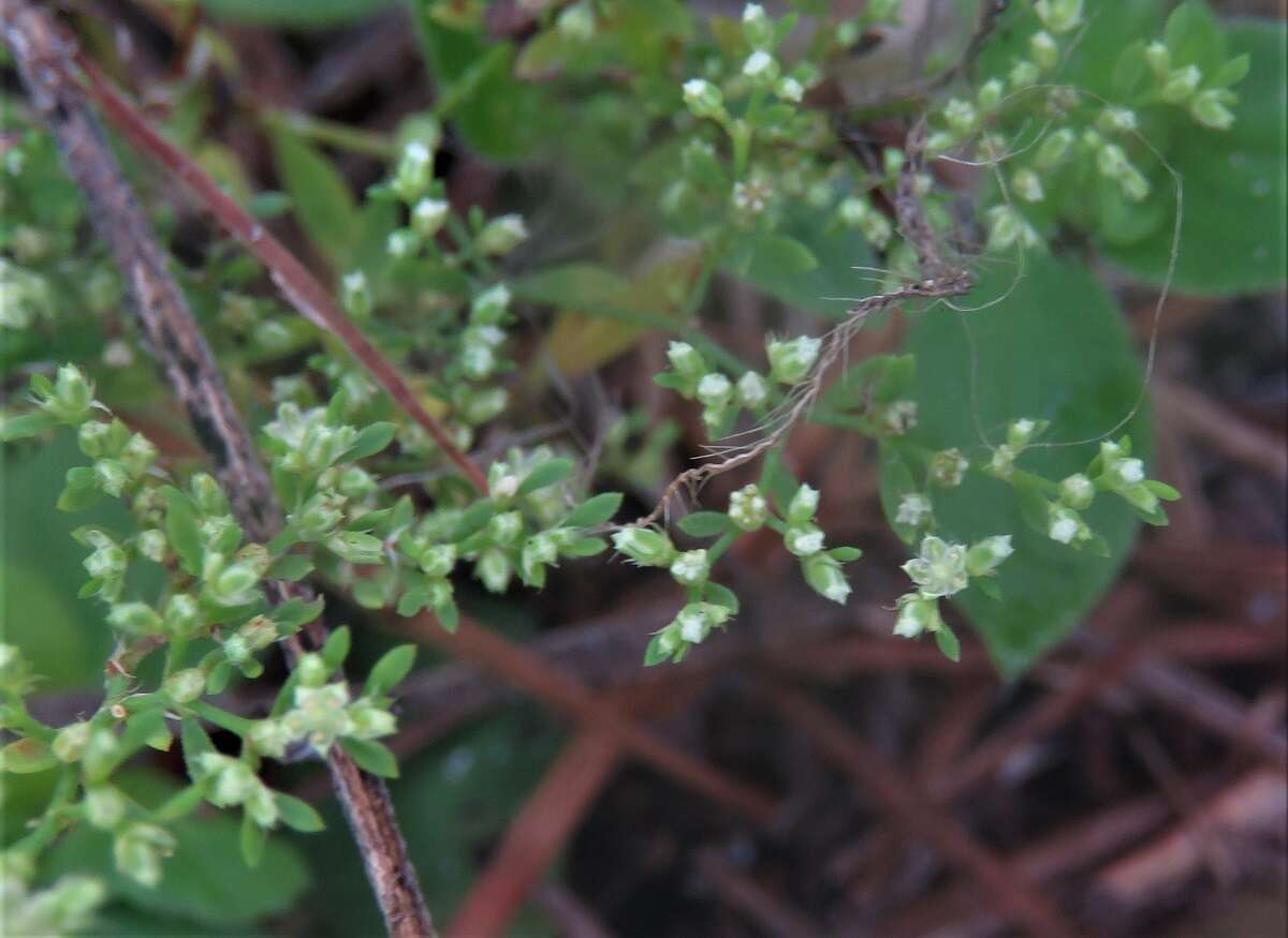 صورة Paronychia baldwinii (Torr. & Gray) Fenzl