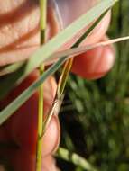 Image of Darnel ryegrass