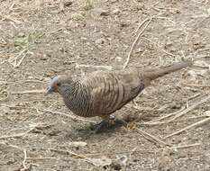 Image of Barred Dove