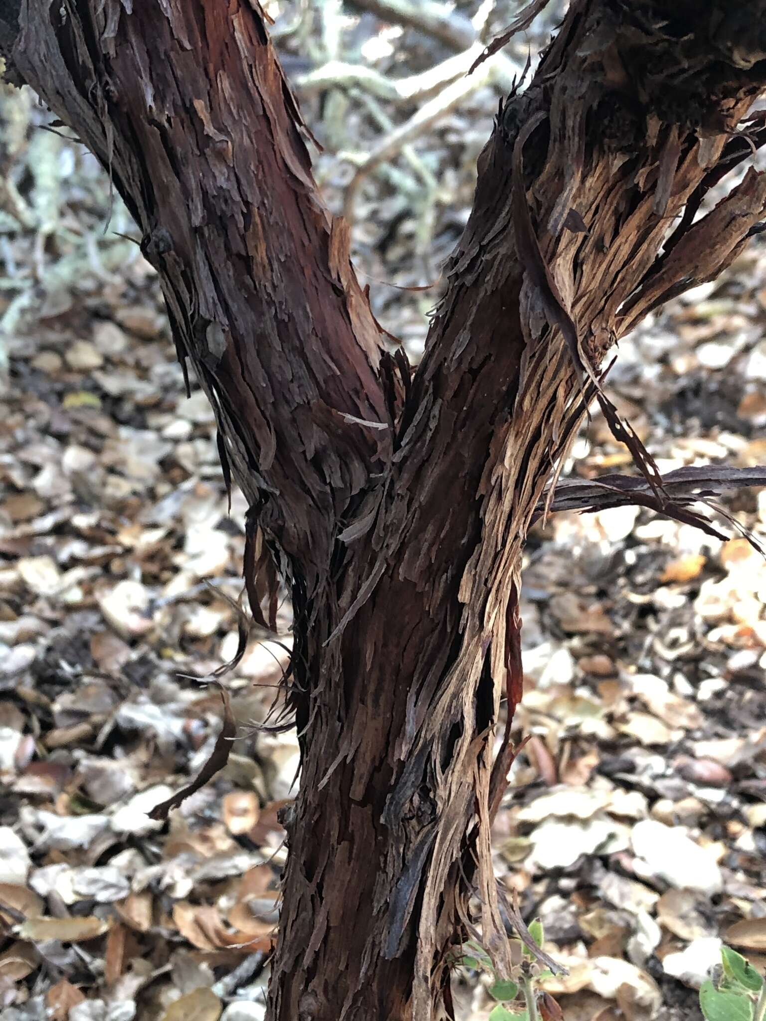 Image of dacite manzanita