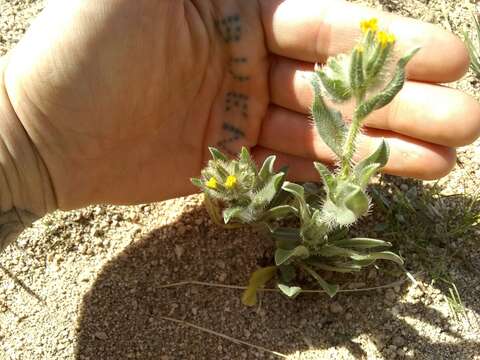 Слика од Amsinckia tessellata A. Gray