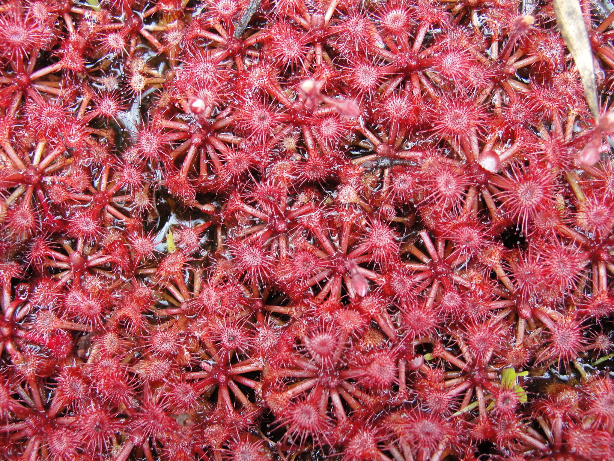 Image of Drosera kaieteurensis Brumm.-Ding.