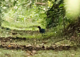 Image of Razor-billed Curassow