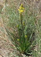 صورة Bulbine abyssinica A. Rich.