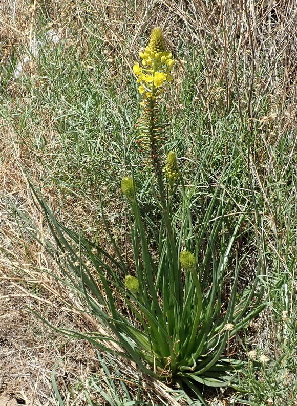 صورة Bulbine abyssinica A. Rich.