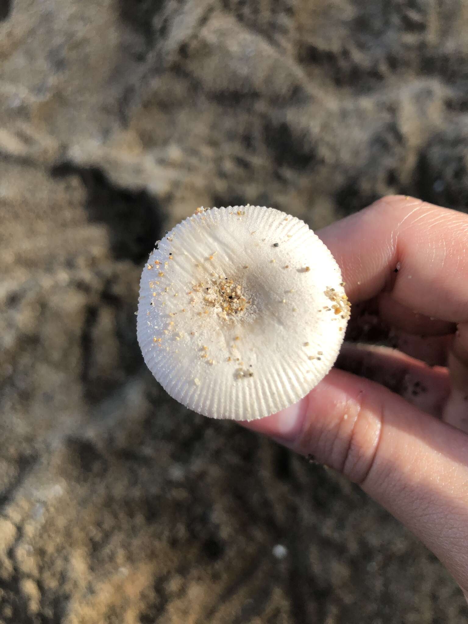 Image of Amanita arenicola O. K. Mill. & Lodge 2000