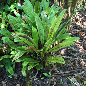 Elaphoglossum aemulum (Kaulf.) Brack.的圖片