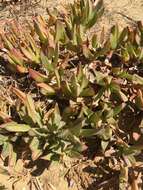 Image of Carpobrotus N. E. Br.