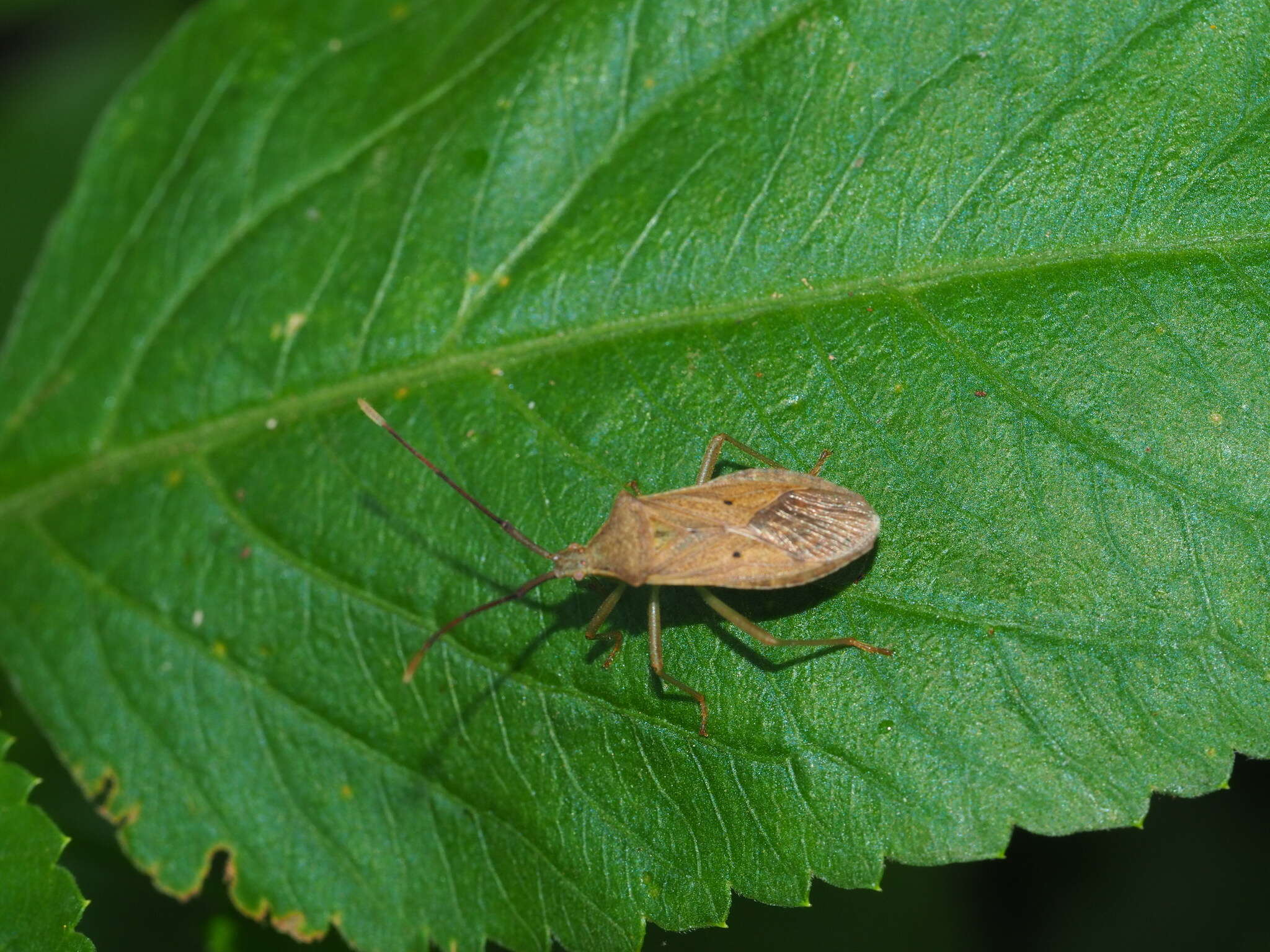 Plancia ëd Homoeocerus (Tliponius) unipunctatus (Thunberg 1783)