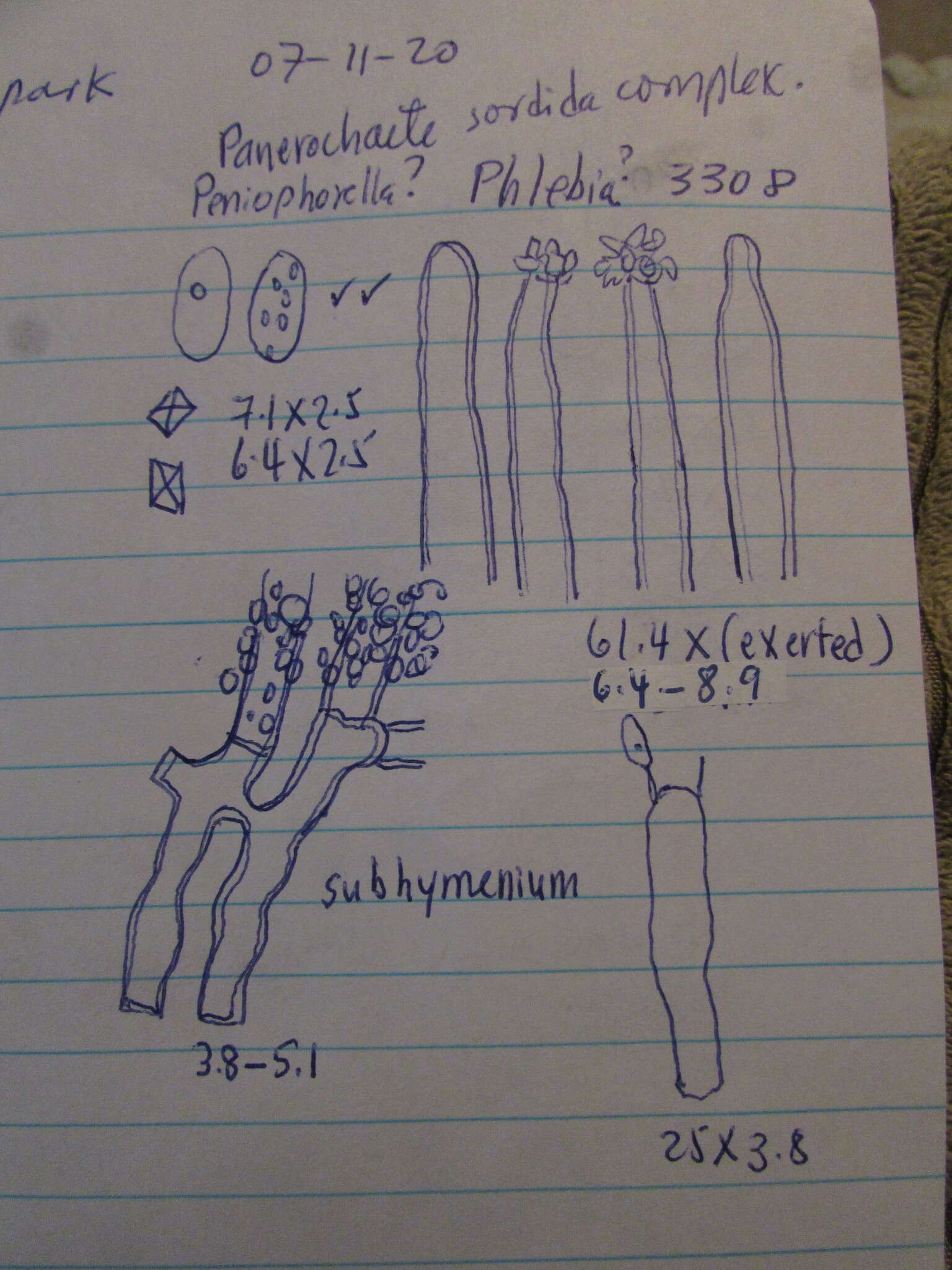 Image of Phanerochaete sordida (P. Karst.) J. Erikss. & Ryvarden 1978