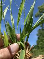 Imagem de Panicum laxiflorum Lam.