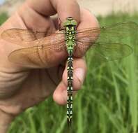 Image of Green Hawker