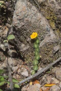 Image of Zornia diphylla (L.) Pers.