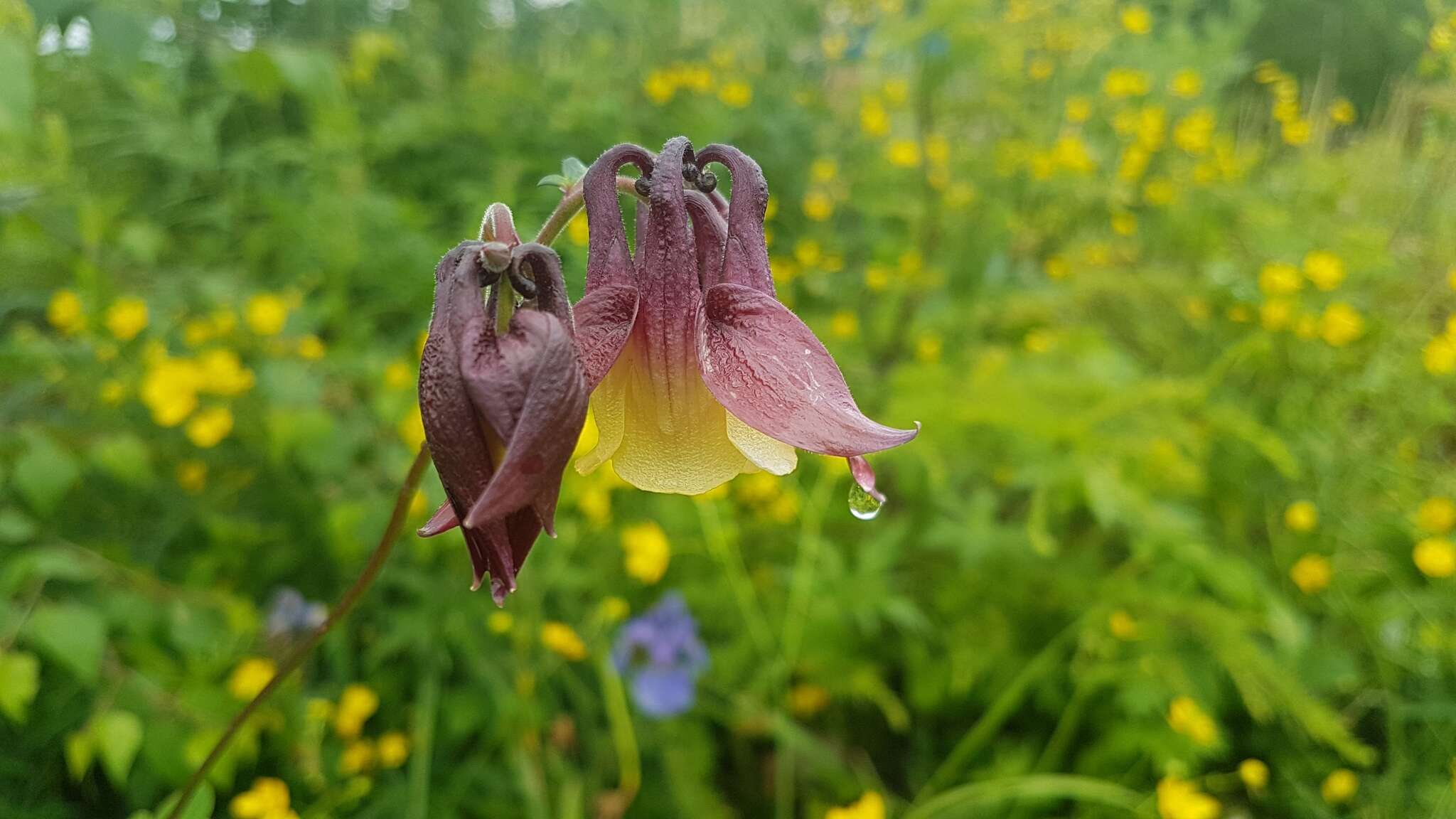 Image of Aquilegia oxysepala Trautv. & C. A. Mey.