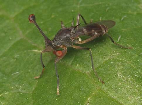 Diasemopsis aethiopica (Rondani 1873)的圖片