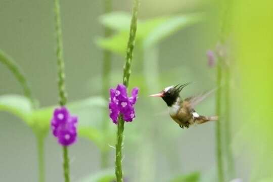 Lophornis adorabilis Salvin 1870 resmi