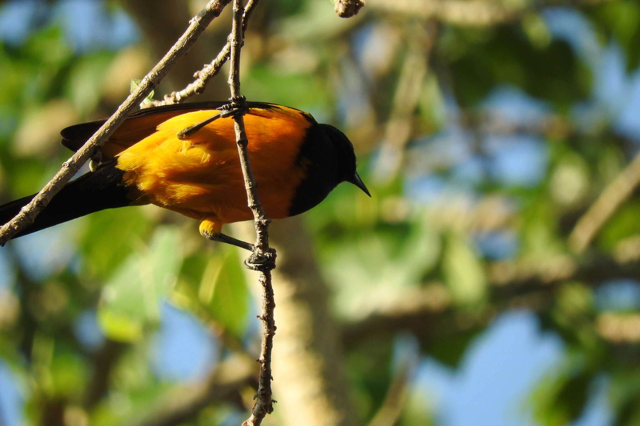 Image of Black-vented Oriole