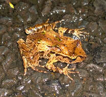 Image of New Zealand primitive frogs
