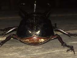 Image of <i>Chalcosoma <i>atlas</i></i> atlas