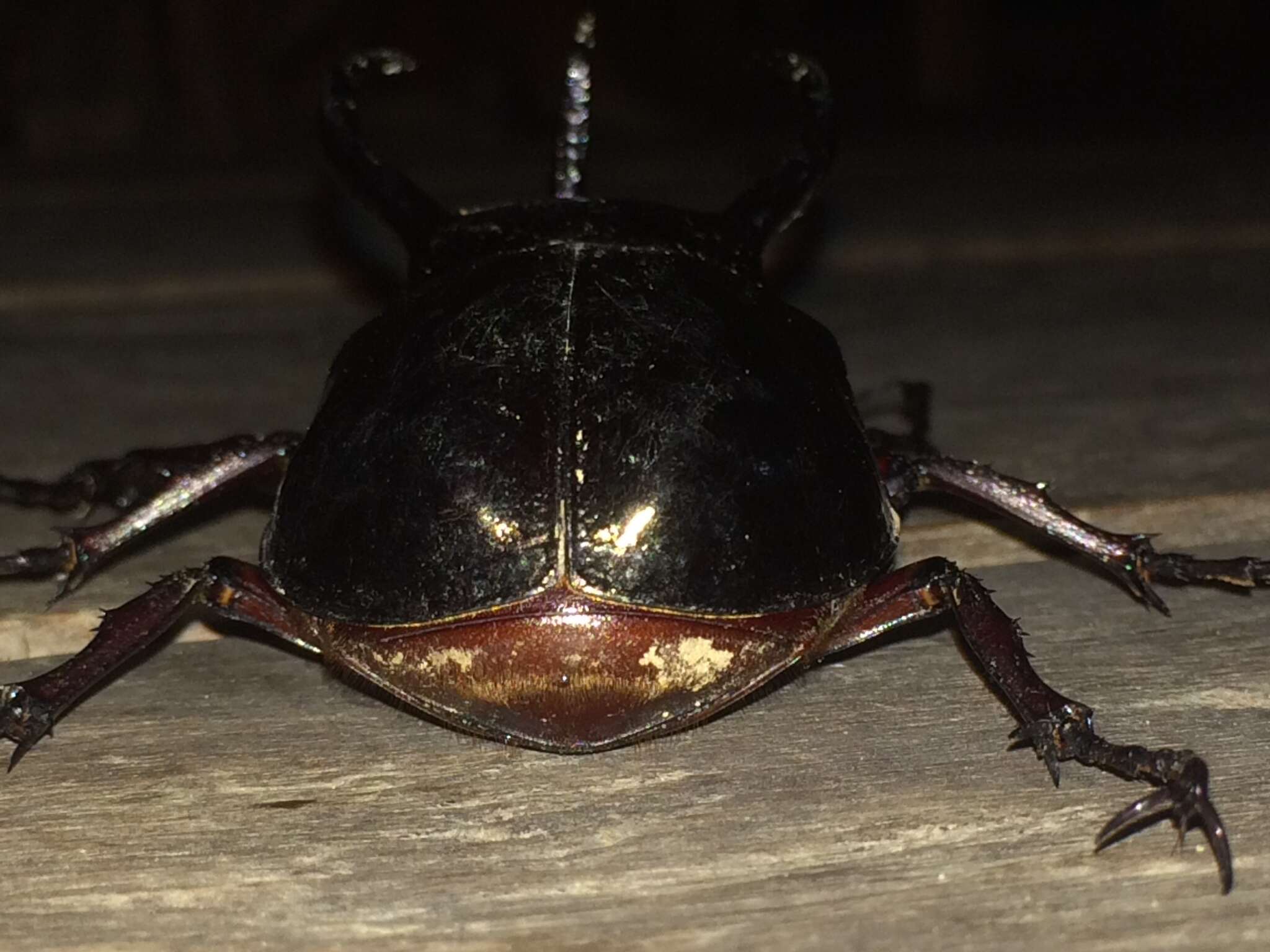 Image of <i>Chalcosoma <i>atlas</i></i> atlas