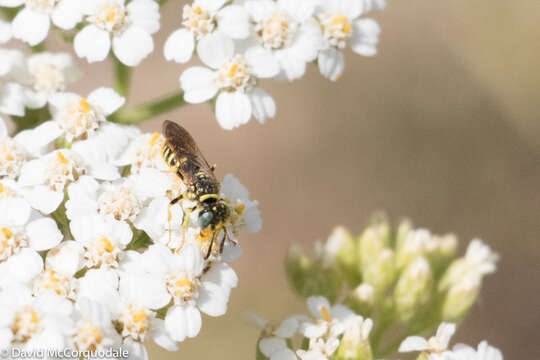 Imagem de Philanthus politus Say 1824