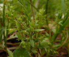 Image of Lysimachia linum-stellatum L.