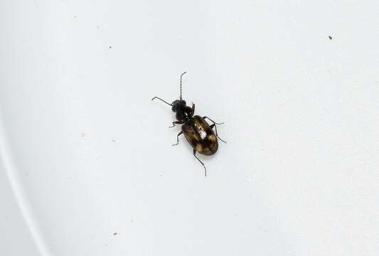 صورة Bembidion (Trepanes) articulatum (Panzer 1796)