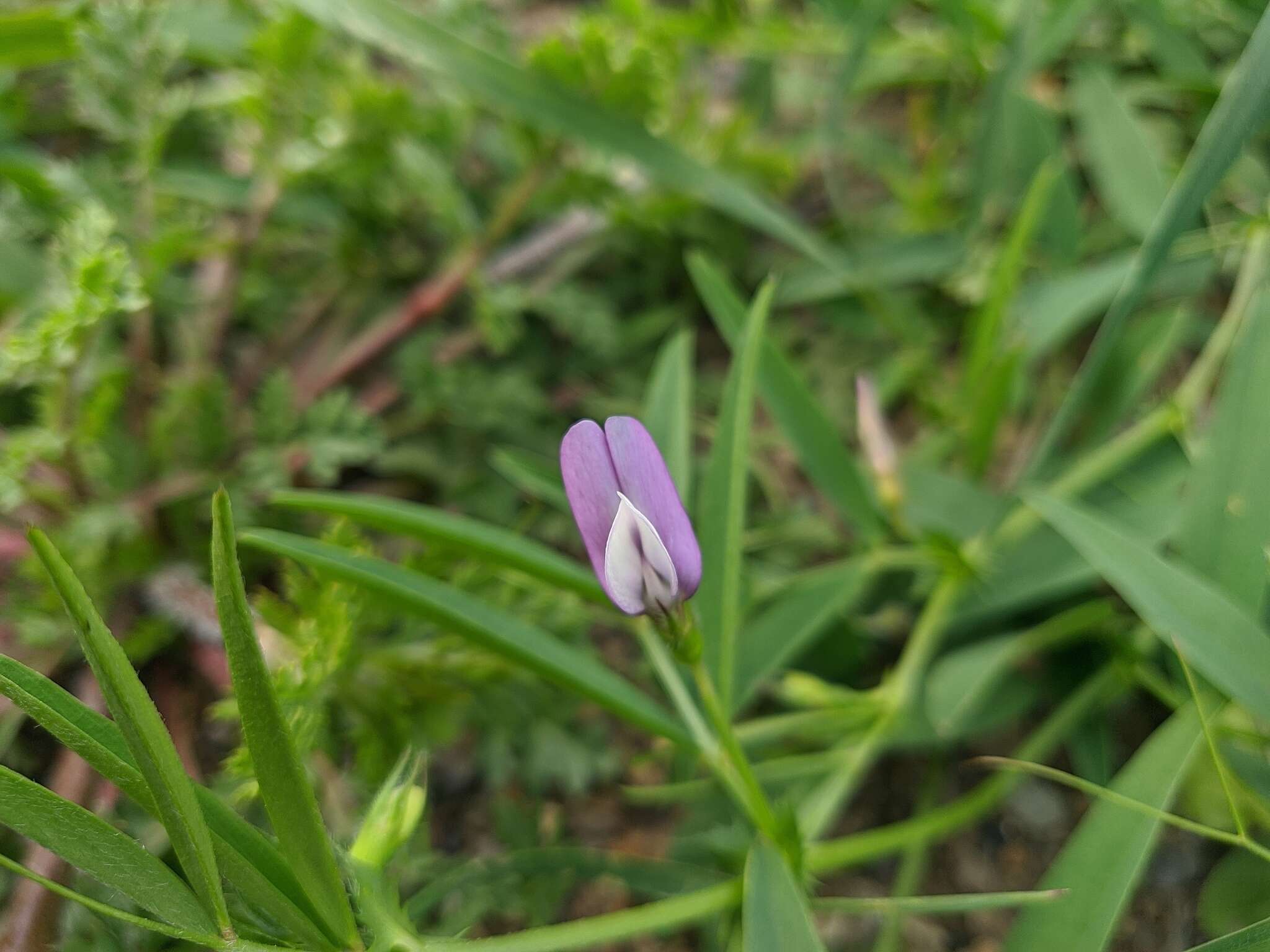 Image of Bithynian vetch