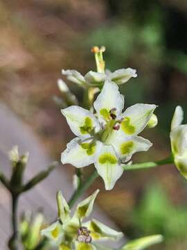 Image of Anticlea elegans subsp. elegans