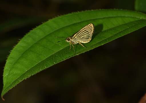 Image of Parphorus storax Mabille 1891