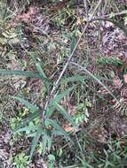 Image de Helianthus smithii C. B. Heiser