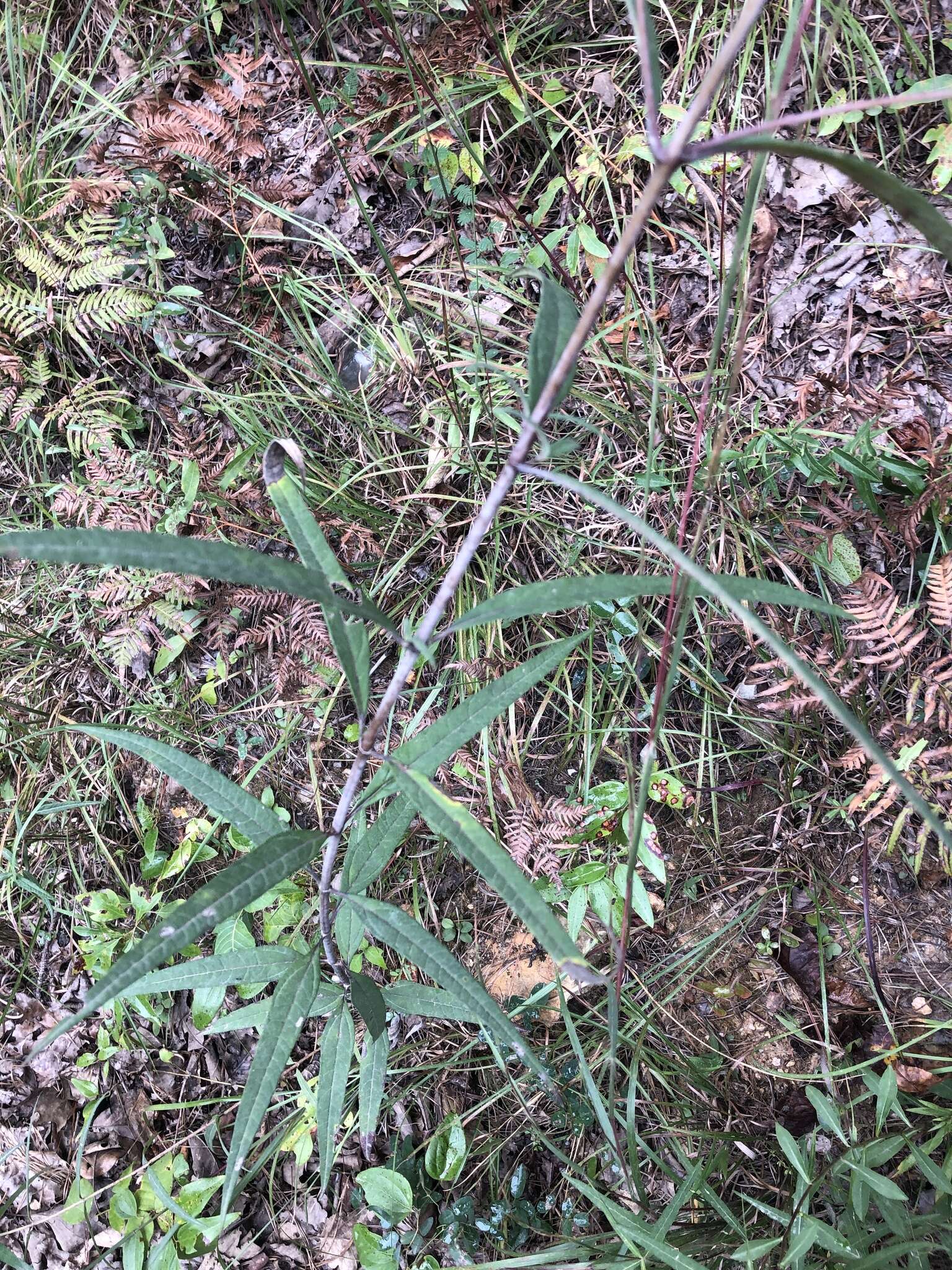 Sivun Helianthus smithii C. B. Heiser kuva