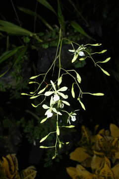 Plancia ëd Encyclia profusa (Rolfe) Dressler & G. E. Pollard