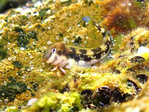 Image of Adriatic blenny