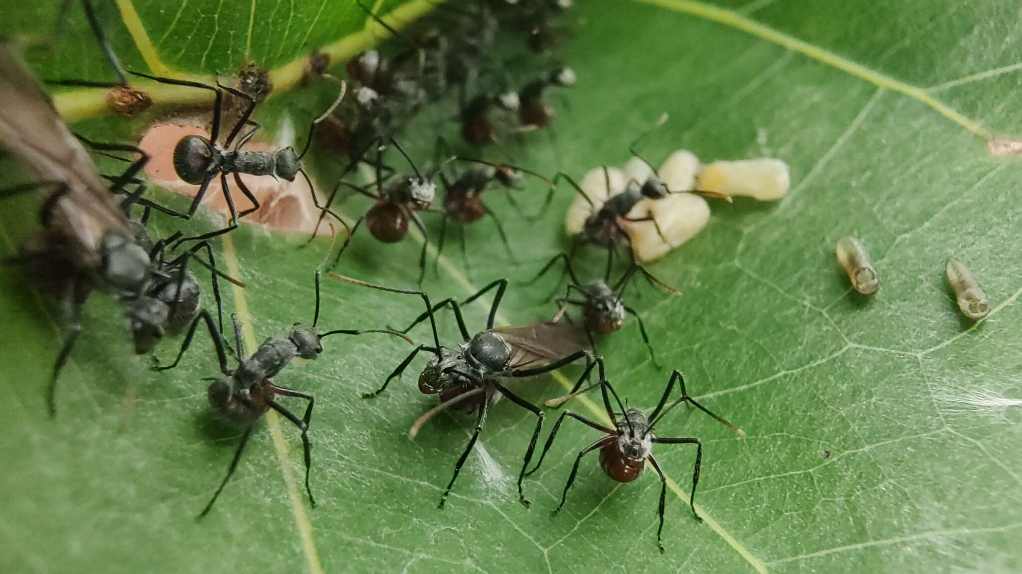 Image of Polyrhachis nigriceps Smith 1863