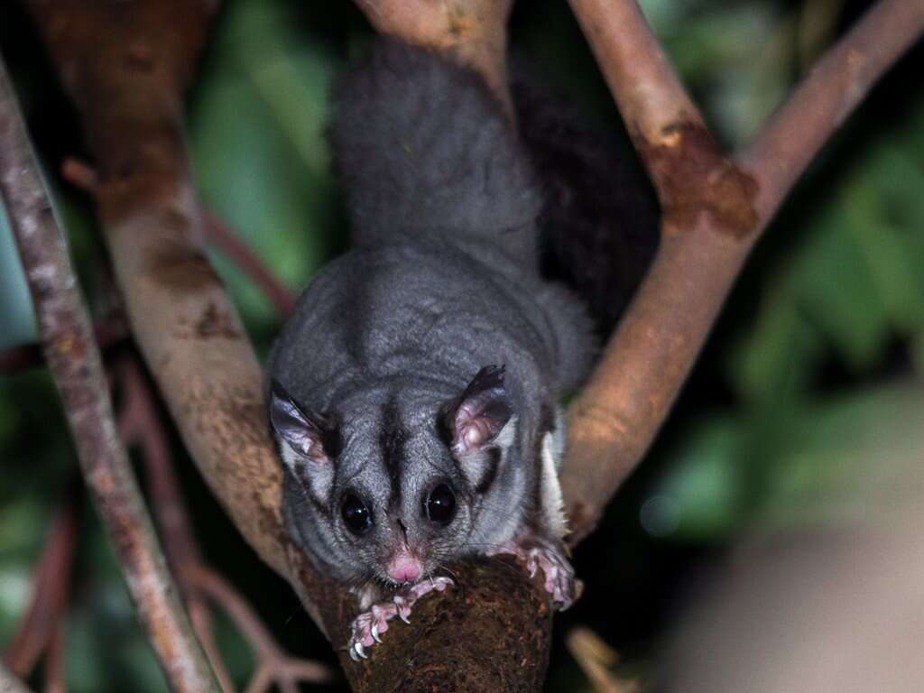 Image of Sugar Glider