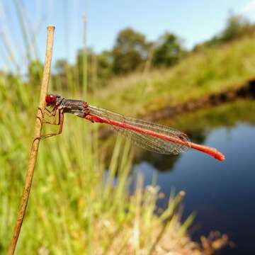 Image of small red damselfly