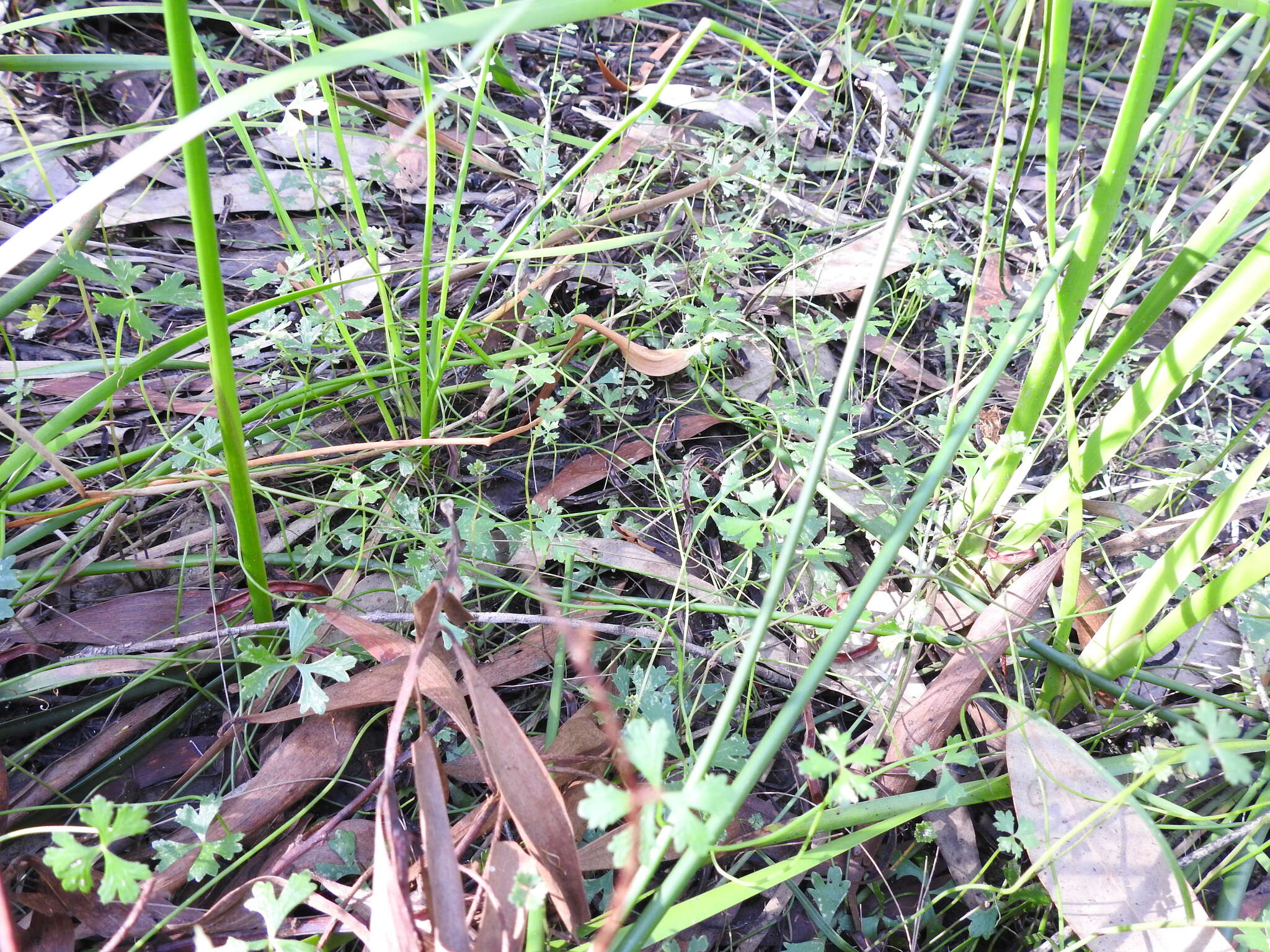 Image of Hydrocotyle paludosa A. R. Bean