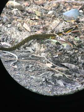 Image of Shropshire's Puffing Snake