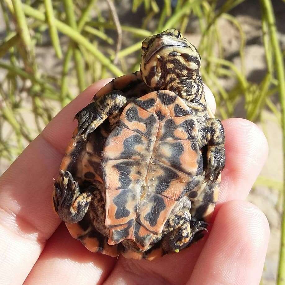 Image of Cotinga River Toadhead Turtle